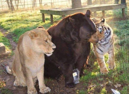 friends: lion bear and tiger